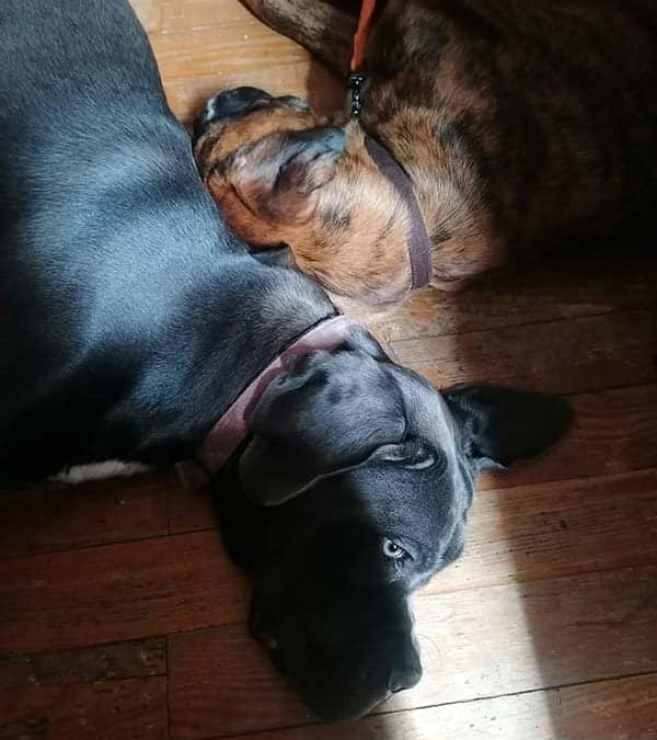 Scookie & Eva